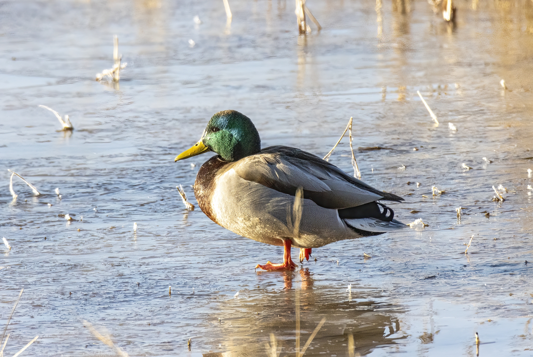 Mallard Duck, Bosque del Apache National Wildlife Refuge, New Mexico